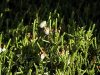 Show product details for Cassiope mertensiana